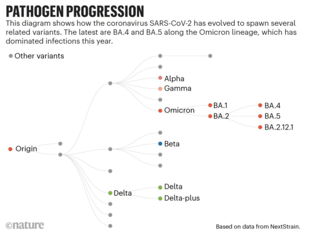 Pathogen Progression: This diagram shows how the coronavirus SARS-CoV-2 has evolved to spawn several related variants. The latest are BA.4 and BA.5 along the Omicron lineage, which has dominated infections this year.