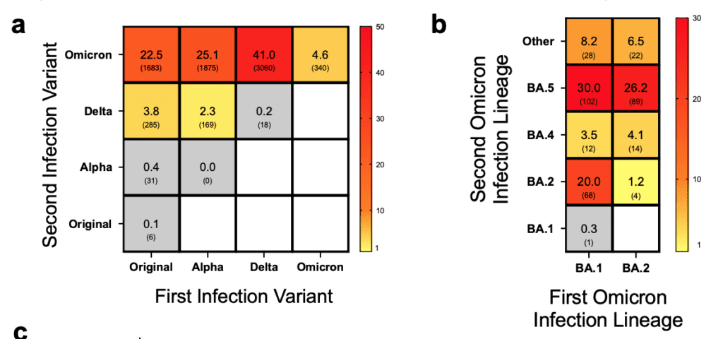 Two tables show reinfection frequencies across infection variants, with first infection variants in each column and second infection variants in each row. The table on the left shows data across original, alpha, delta, and omicron variants, with greater reinfection frequencies among Omicron variants; 93.2 percent or 6,958 cases of all reinfections were due to Omicron. The table on the right compares Omicron-to-Omicron reinfection cases across major sublineages BA.1, BA.2, BA.4, BA.5, and Other. BA.1 initial infections accounted for 62 percent of second Omicron infections, with the majority of those being infections from BA.5 at 30 percent or 102 cases, or BA.2 at 20 percent or 68 cases. 