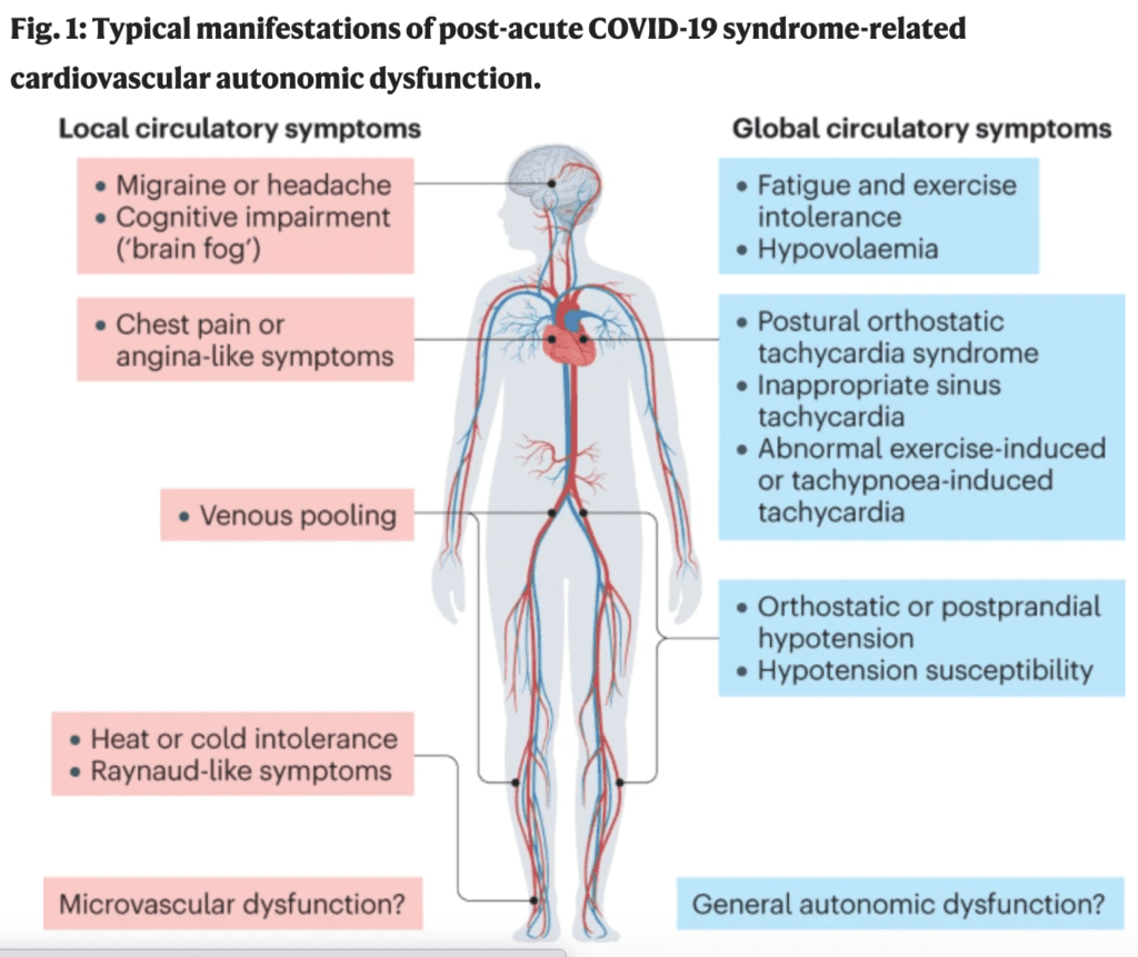 This figure of a grayed out body picturing a red and blue circulatory system highlights, on the left, “local circulatory symptoms,” and on the right, “global circulatory symptoms.” The local list, each in pink boxes with black lines pointing to the part of the body implicated, includes migraines and brain fog, chest pain or angina-like symptoms, venous pooling, heath or cold intolerance, and raynaud-like symptoms. A bottom pink box reads “microvascular dysfunction?” The global list, in blue boxes, again with black arrows indicating the anatomic region of importance, includes fatigue and exercise intolerance, hypovolemia, postural orthostatic tachycardia syndrome, inappropriate sinus tachycardia, abnormal exercise-induced or tachypnea-induced tachycardia, orthostatic or postprandial hypotension, and hypotension susceptibility. A bottom blue box reads “general autonomic dysfunction?” 